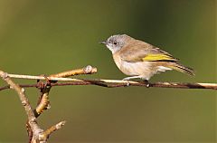 Rufous-banded Honeyeater